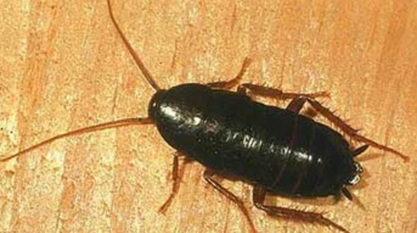 Hamamb&ouml;ceklerinde antibiyotik umudu