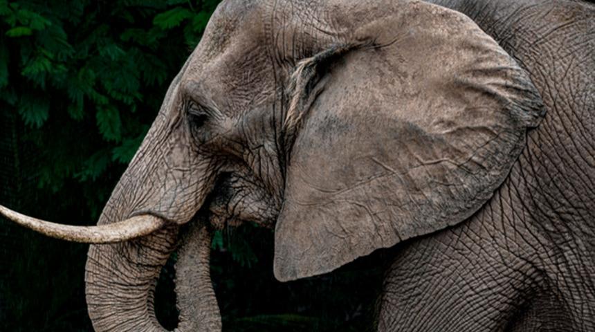 Tayland'da dilendirilen bir fil sahibini ezerek öldürdü!