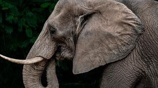 Tayland'da dilendirilen bir fil sahibini ezerek öldürdü!