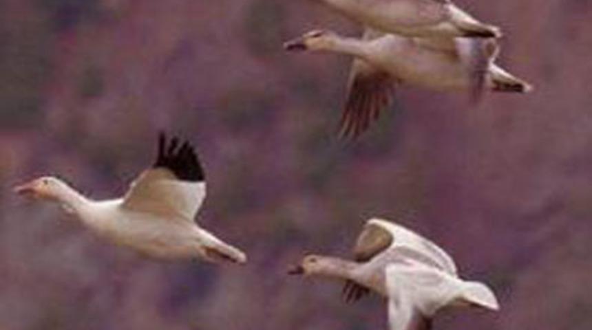 Sağ g&ouml;zdeki b&uuml;y&uuml;k sır