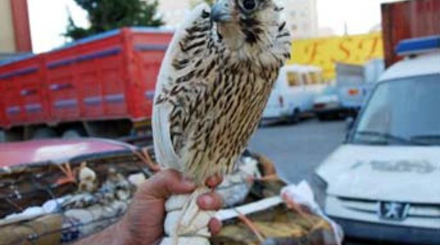 Koltuk d&ouml;şemesinden 8 atmaca &ccedil;ıktı