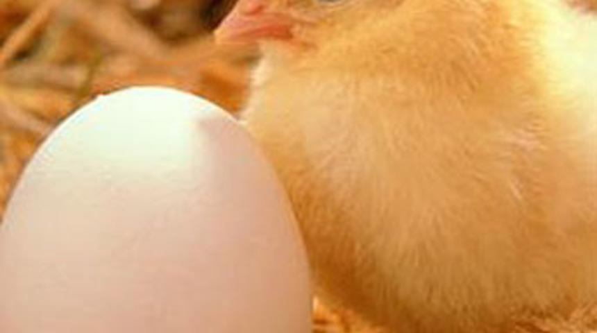 Tavuk mu yumurtadan, yumurta mı tavuktan?