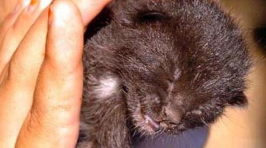 K&ouml;pek kedi doğurdu!