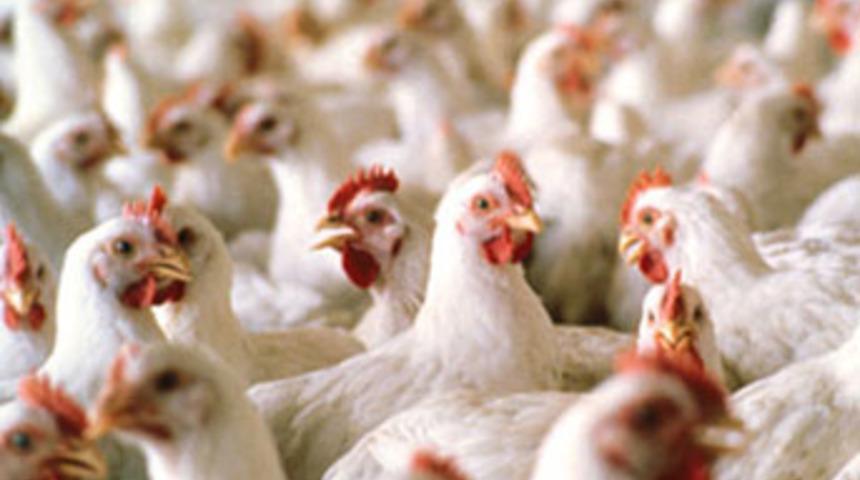 &Ouml;d&uuml; patlayan 5 bin tavuk telef oldu!