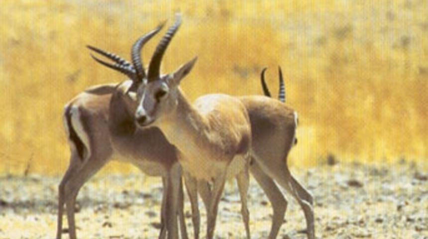 Bu hayvanlara dokunan yandı