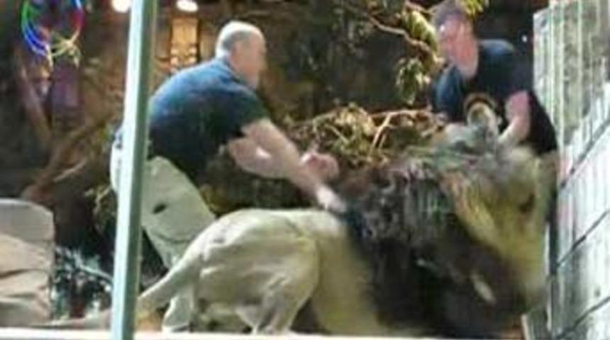 Aslan, eğiticisine saldırdı