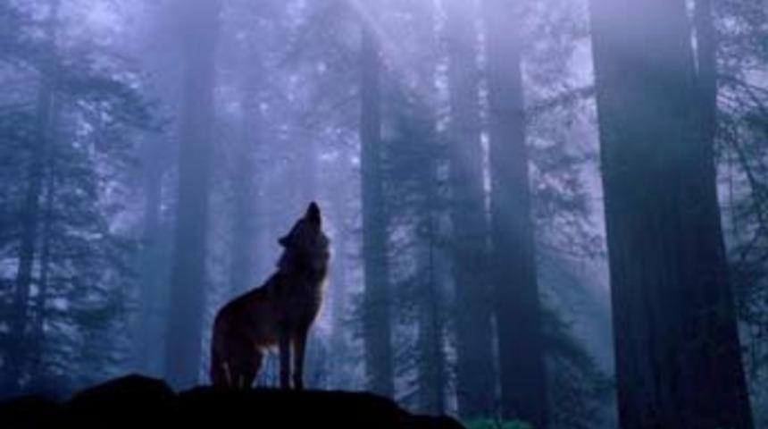 Kurtlar k&ouml;ye indi, dehşet sa&ccedil;tı