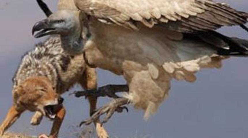 Şok edici yaşam savaşı!