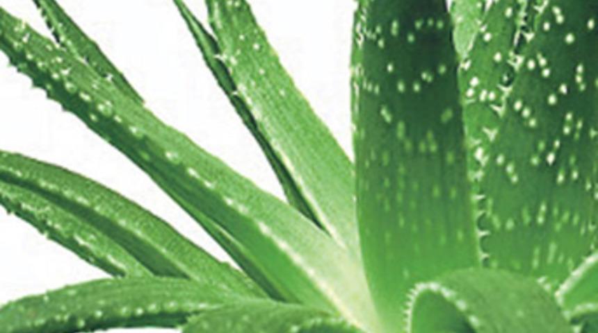 Hangi kansere hangi bitki iyi gelir? Yeşil çay kansere karşı etkili mi?