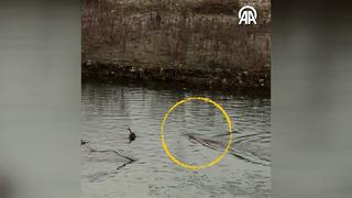 Yer: Karabük! Çayda su samuru gördü, o anları cep telefonu kamerasıyla böyle kaydetti