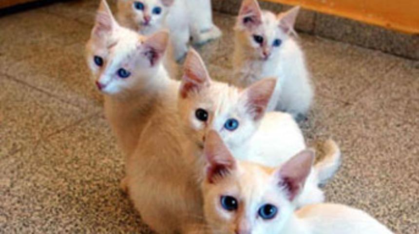 &Ccedil;iftleşmeyen kediler i&ccedil;in seferberlik