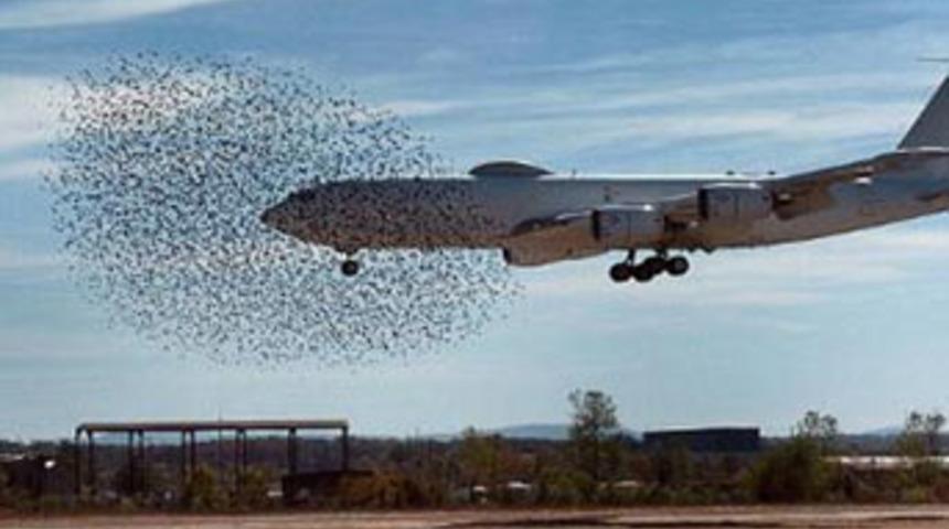 Kuşlar u&ccedil;ağı b&ouml;yle sardı!