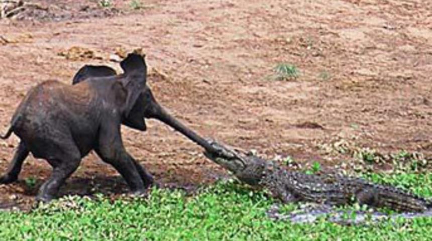 Yavru filin zor anları!