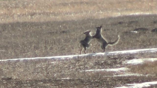 Kars'ta eşine kur yapan tilki böyle görüntülendi
