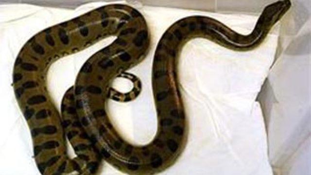 Klozet kapağını kaldırdı ve...