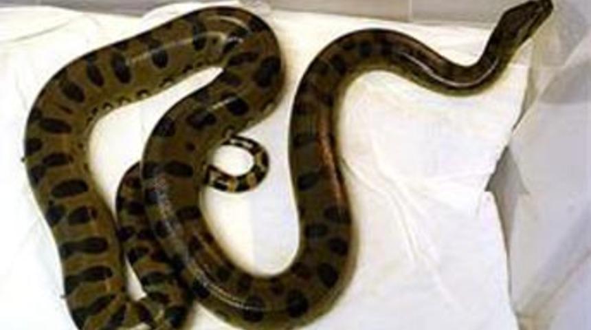 Klozet kapağını kaldırdı ve...