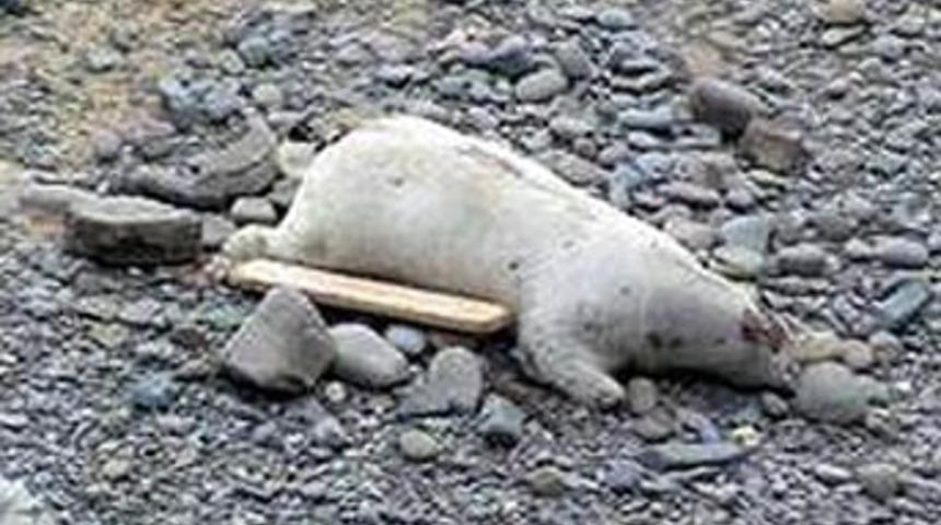 Muhabir ineği kutup ayısı sanınca...