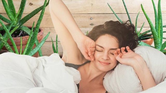 Eviniz için en faydalı bitki: Hava filtresi gibi çalışır, deliksiz bir uyku sağlar!