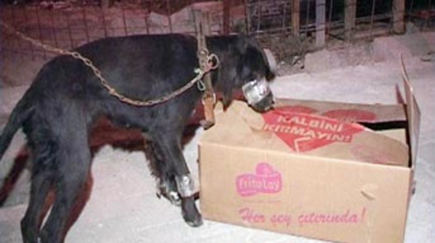 Bantlayıp yol ortasına bıraktı