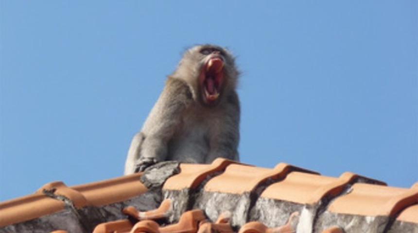 Tehlikeli vir&uuml;s insana sı&ccedil;radı