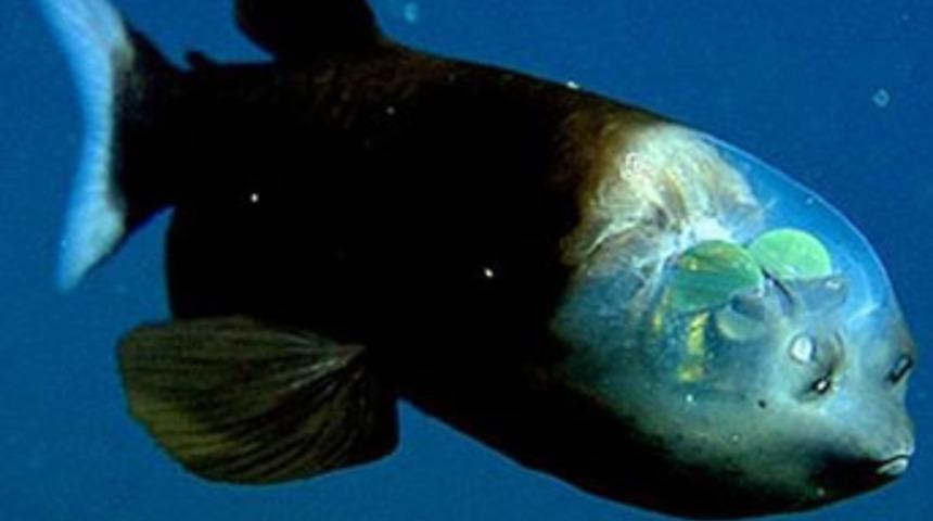 Okyanusun en garip canlısı