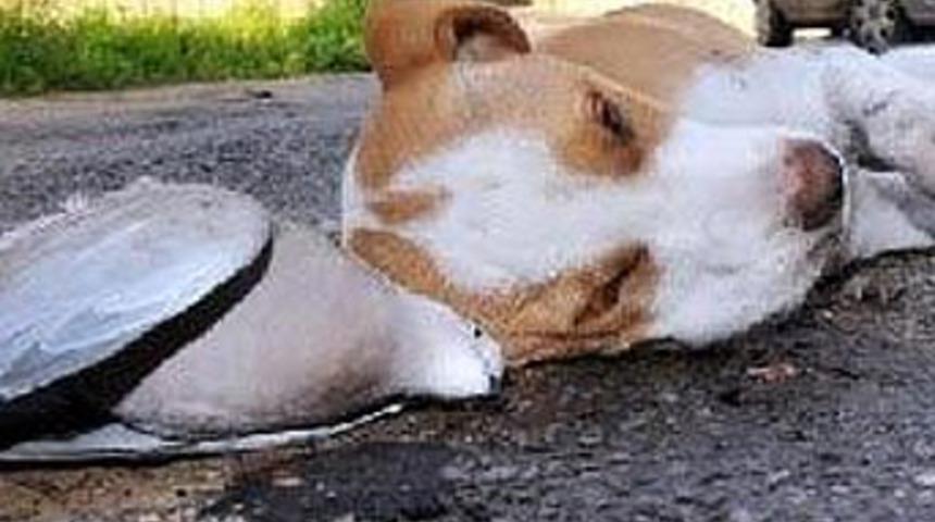 Bodrum'da hayvan katliamı