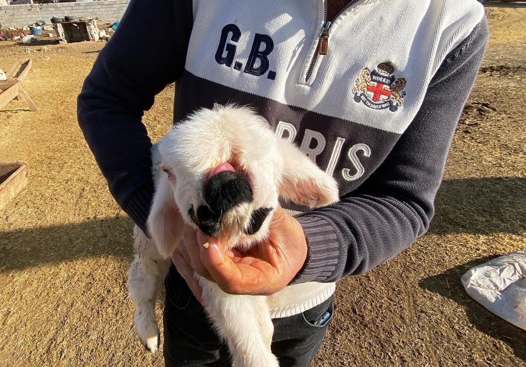 G&ouml;renler şaşkına d&ouml;n&uuml;yor! &Ccedil;enesi ve sol g&ouml;z&uuml; olmayan kuzu...
