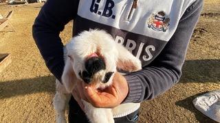 Görenler şaşkına dönüyor! Çenesi ve sol gözü olmayan kuzu...