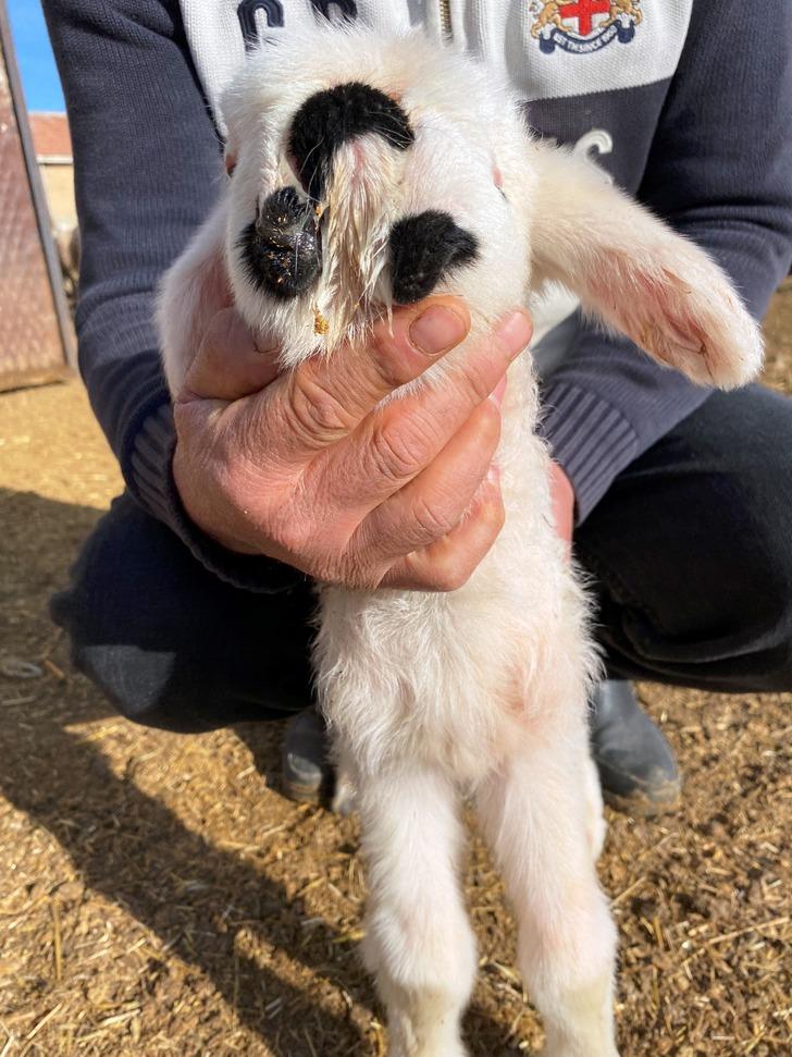 Görenler şaşkına dönüyor! Çenesi ve sol gözü olmayan kuzu... G1
