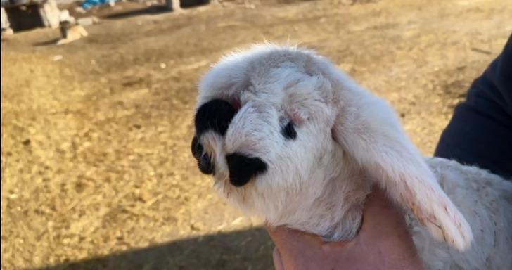 Görenler şaşkına dönüyor! Çenesi ve sol gözü olmayan kuzu... G4