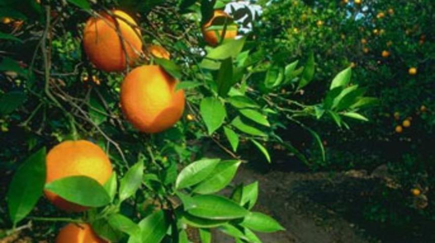 Portakal uğruna canından oldu