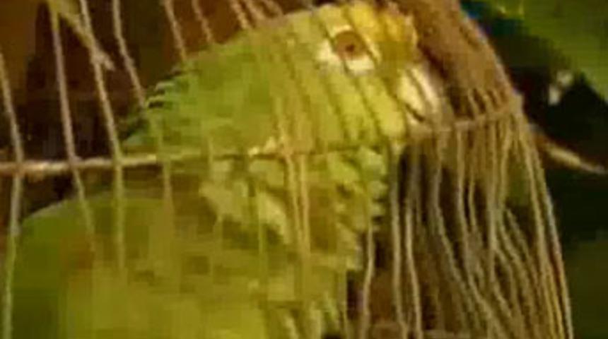 &Ccedil;eteci papağan