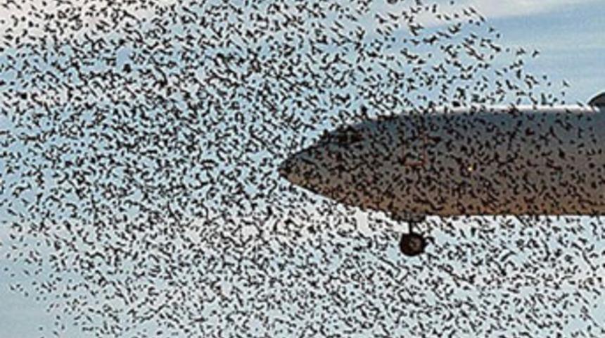 Kuşlar u&ccedil;ağı b&ouml;yle sardı!