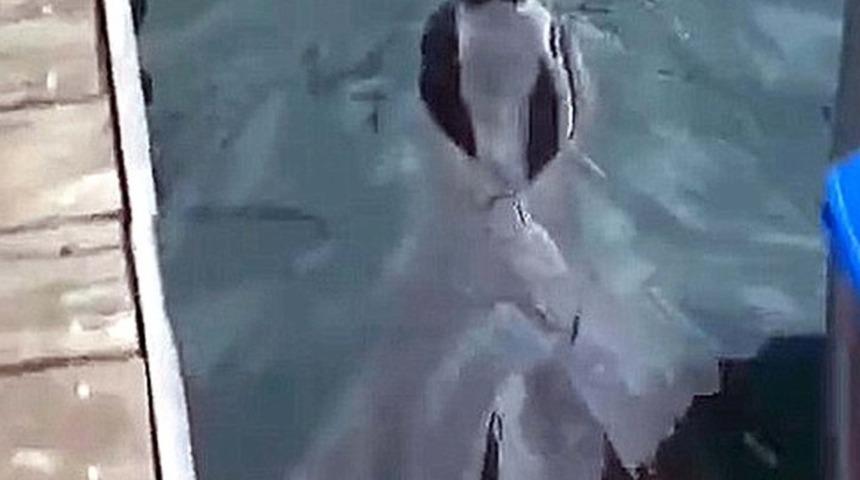  Akdeniz foku Fethiye'de görüntülendi! Nesli tükenme tehlikesi altında