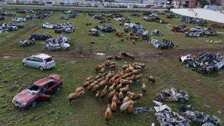 İlginç görüntüler! Hurda araç mezarlığı koyunlara otlak oldu