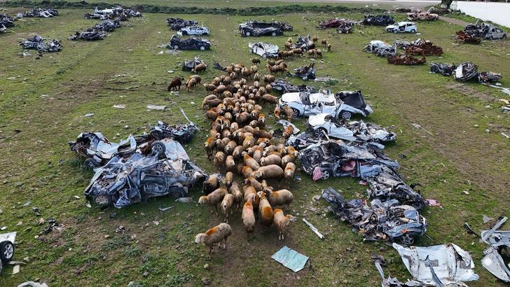 İlginç görüntüler! Hurda araç mezarlığı koyunlara otlak oldu G1