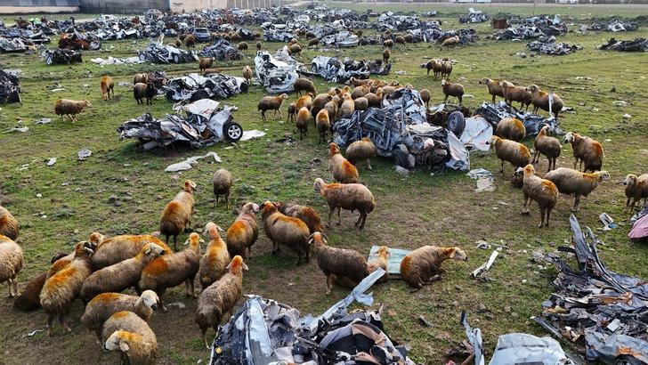 İlginç görüntüler! Hurda araç mezarlığı koyunlara otlak oldu G2