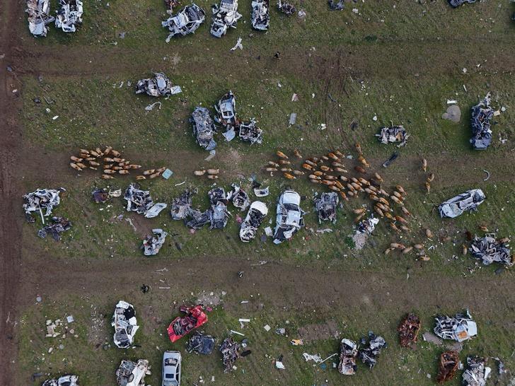 İlginç görüntüler! Hurda araç mezarlığı koyunlara otlak oldu G4