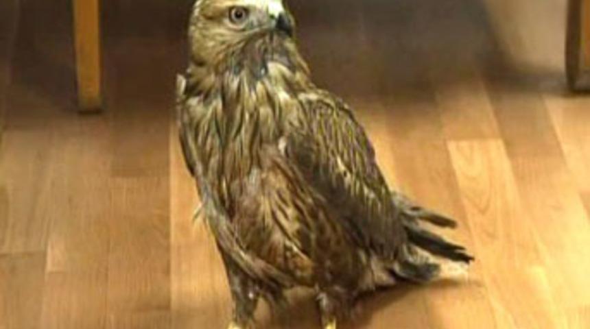 Elleriniz kırılsın!