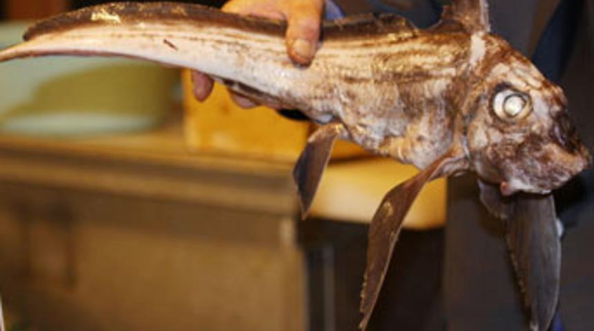 Bu canavar Marmara'dan &ccedil;ıktı