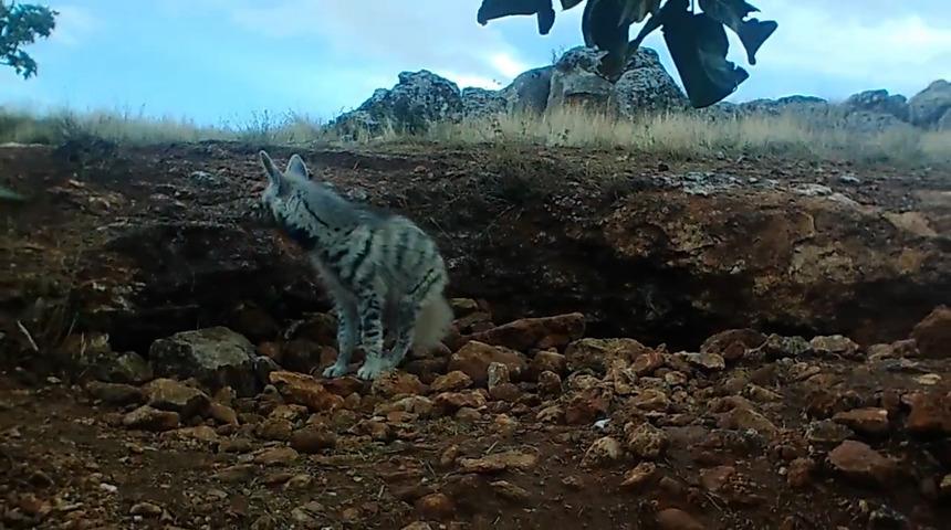 Bakan Yumaklı paylaştı: Çizgili sırtlan fotokapanla görüntülendi! "Nadir de olsa Anadolu coğrafyamızda seni görmek çok güzel"