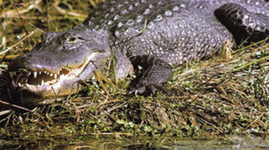 400 timsah &uuml;lkeye yayıldı
