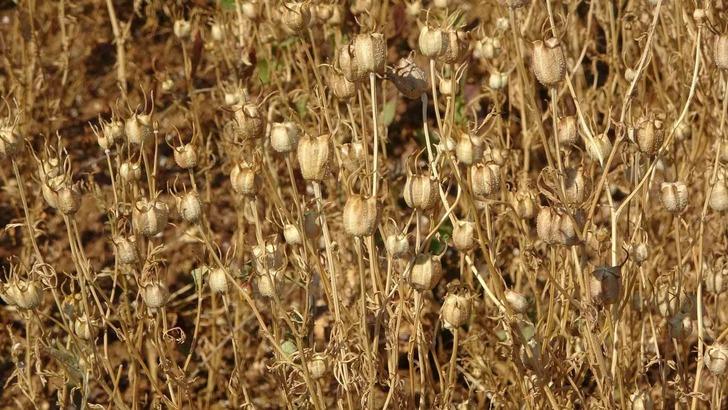 Ölümden başka her şeye deva: 'Kutsanmış tohum' olarak biliniyor, antikanser etki gösteriyor! Hipokrat'ın tedavilerinde kullandığı şifa kaynağı G3