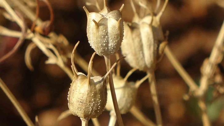 Ölümden başka her şeye deva: 'Kutsanmış tohum' olarak biliniyor, antikanser etki gösteriyor! Hipokrat'ın tedavilerinde kullandığı şifa kaynağı G2