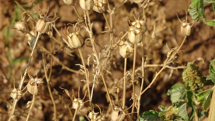 Ölümden başka her şeye deva: 'Kutsanmış tohum' olarak biliniyor, antikanser etki gösteriyor! Hipokrat'ın tedavilerinde kullandığı şifa kaynağı G1
