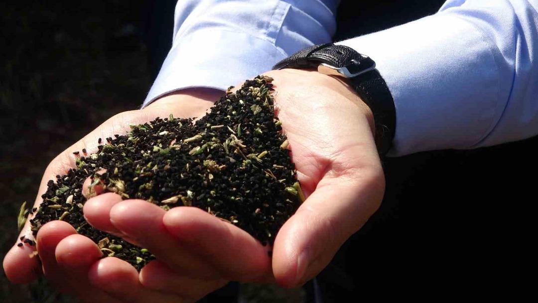 &Ouml;l&uuml;mden başka her şeye deva: 'Kutsanmış tohum' olarak biliniyor, antikanser etki g&ouml;steriyor! Hipokrat'ın tedavilerinde kullandığı şifa kaynağı