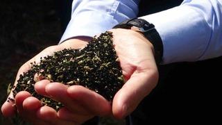 Ölümden başka her şeye deva: 'Kutsanmış tohum' olarak biliniyor, antikanser etki gösteriyor! Hipokrat'ın tedavilerinde kullandığı şifa kaynağı