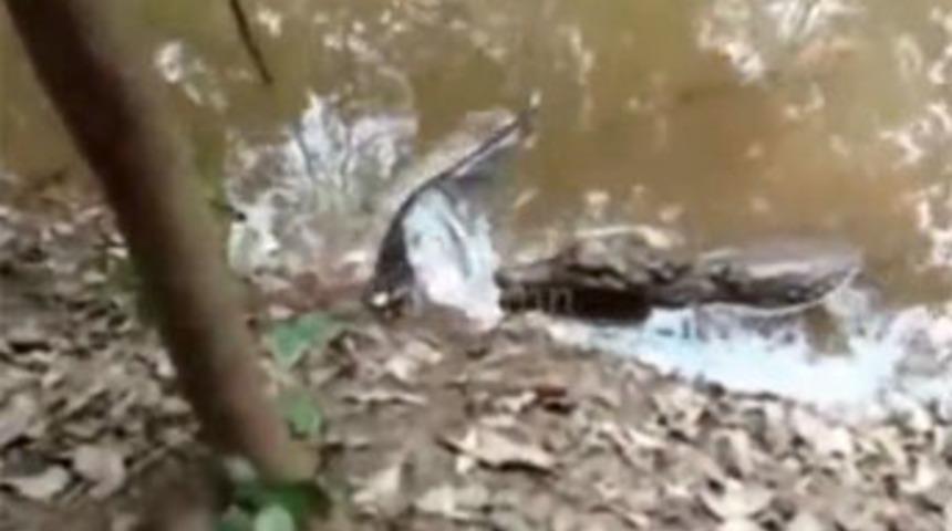 Avcının hazin sonu