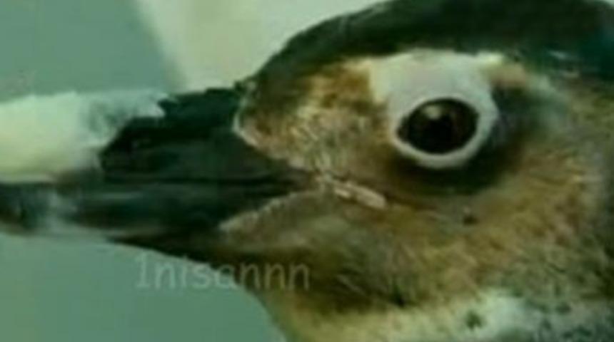 Yavru penguene protez gaga