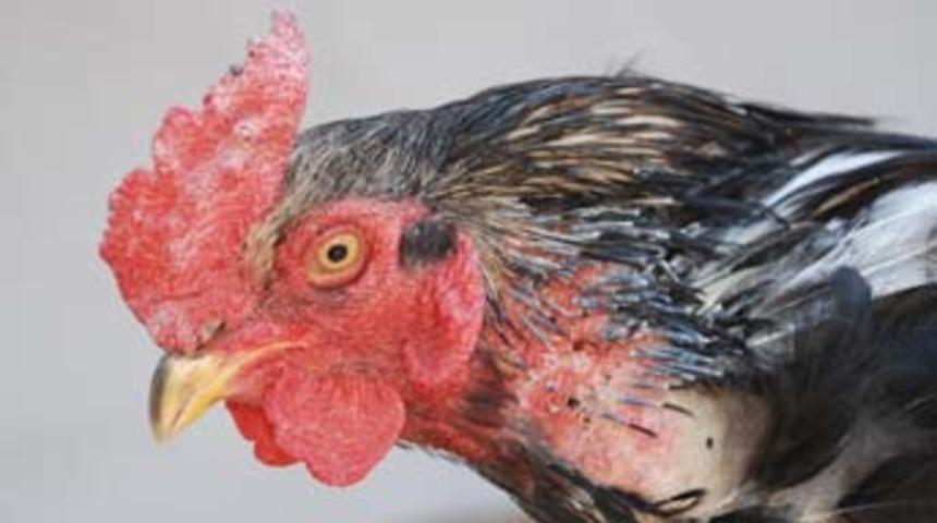 Bu horoz anne diye ötüyor!